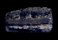 藏品(牛化石)的圖片